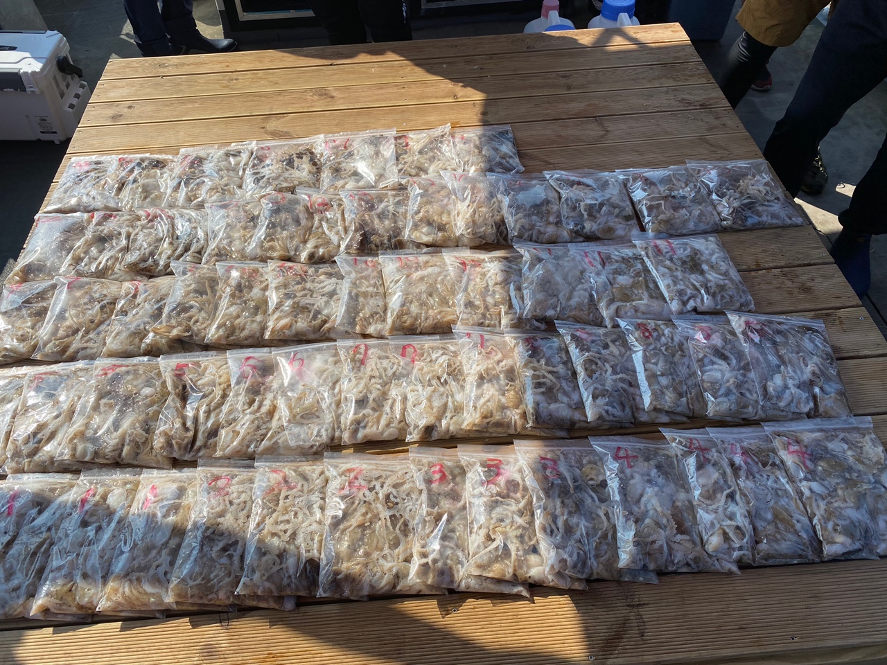 [아라2호] 9월 3일 조황 (주꾸미)