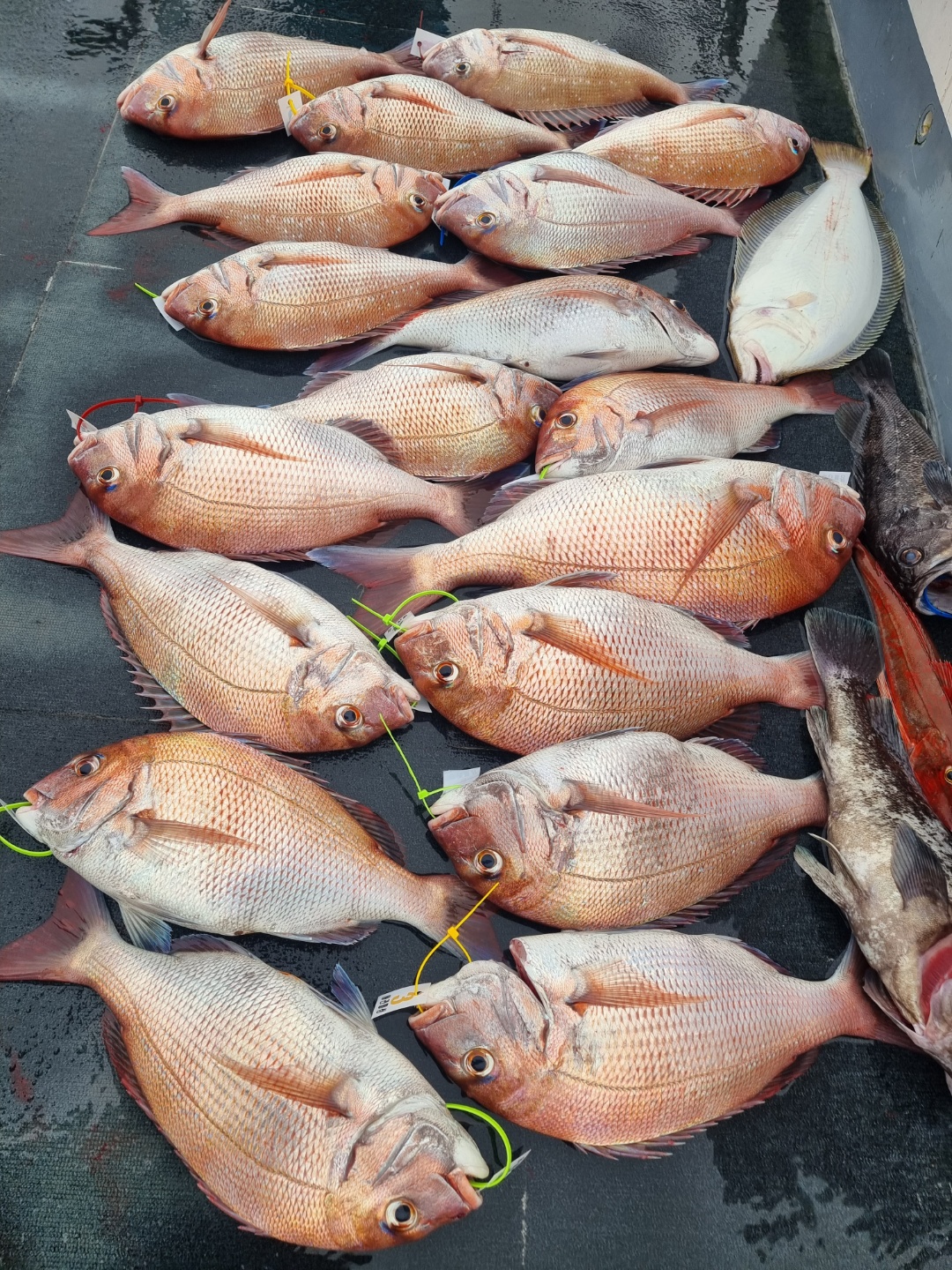 [아라호] 9월 28일 조황 (참돔5인출조)