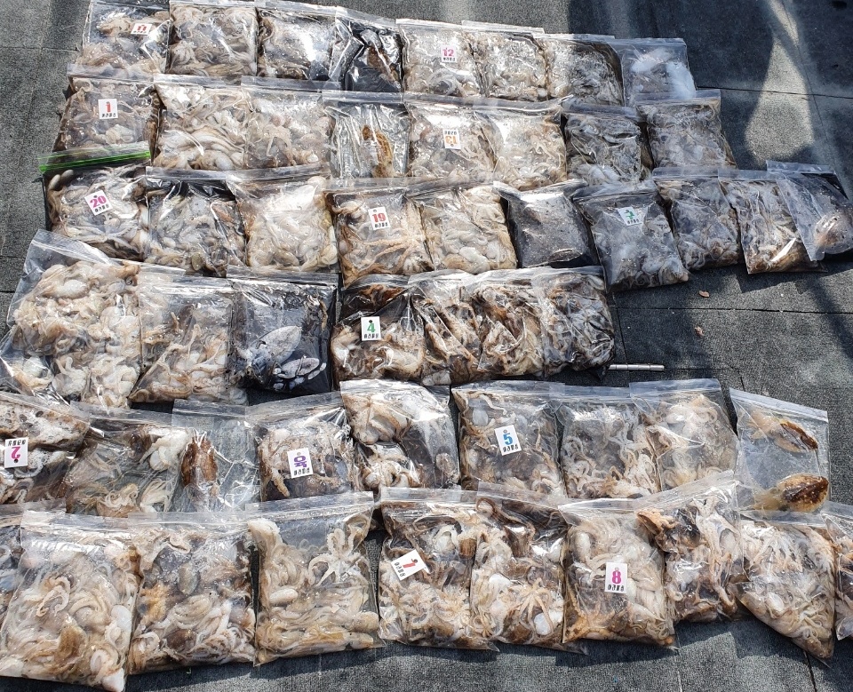 [아라호] 9월 15일 조황 (주꾸미조황)