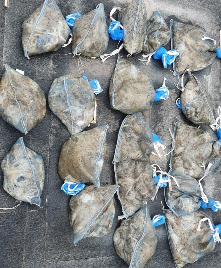 [아라호] 9월 1일 주꾸미 조황