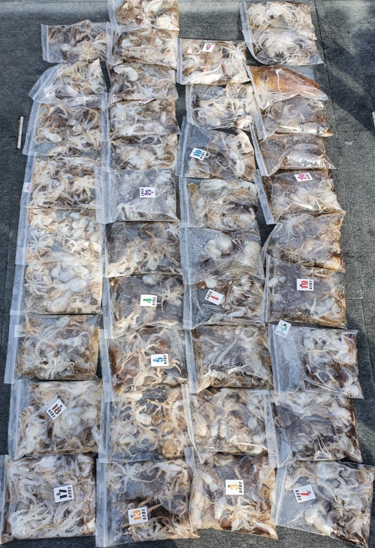 [아라호] 9월 4일 조황 (주꾸미)