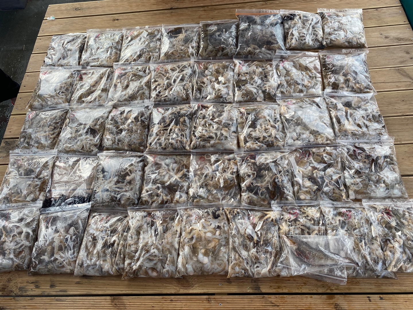 [아라2호] 9월 16일 조황 (주꾸미출조)