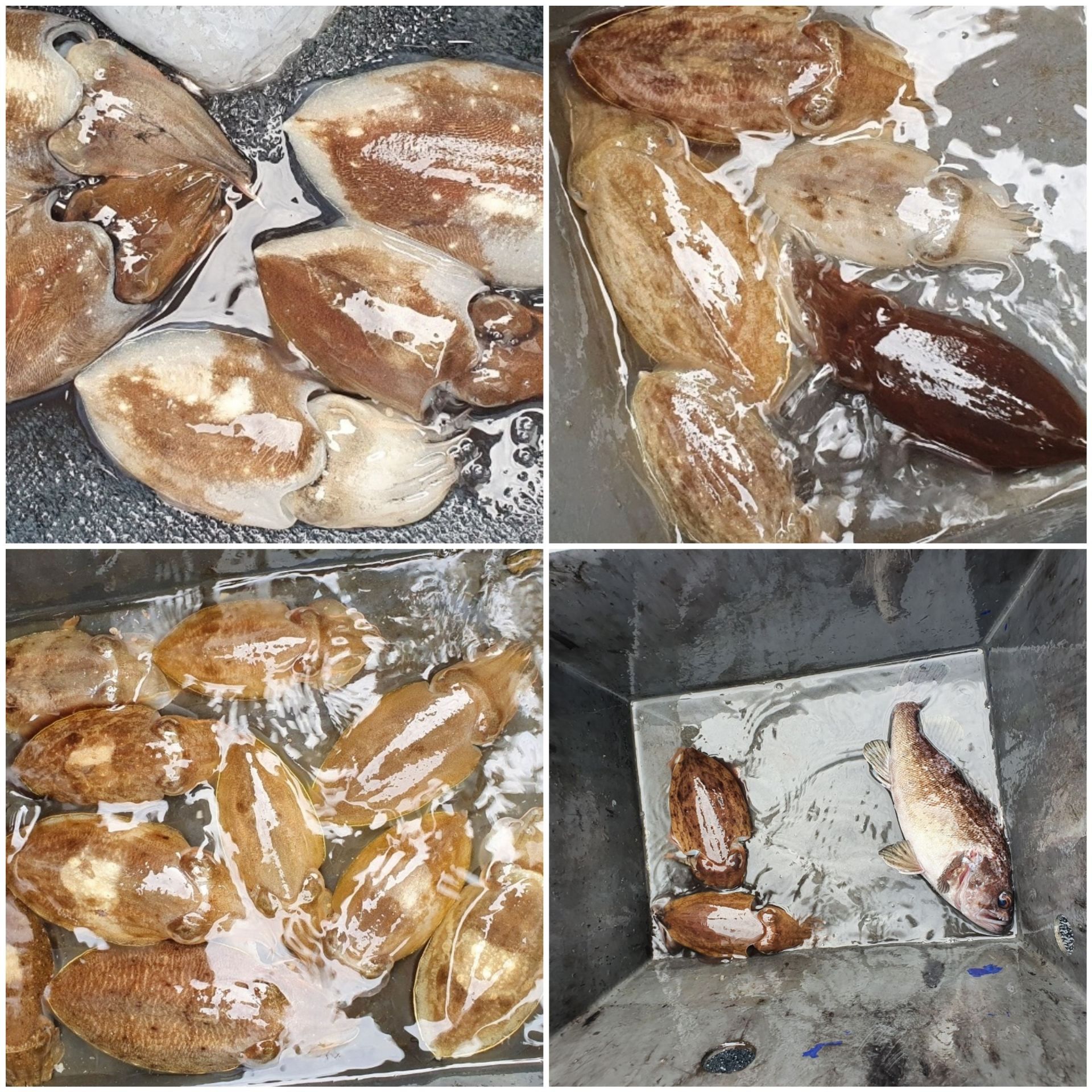 [아라호] 9월 26일 조황