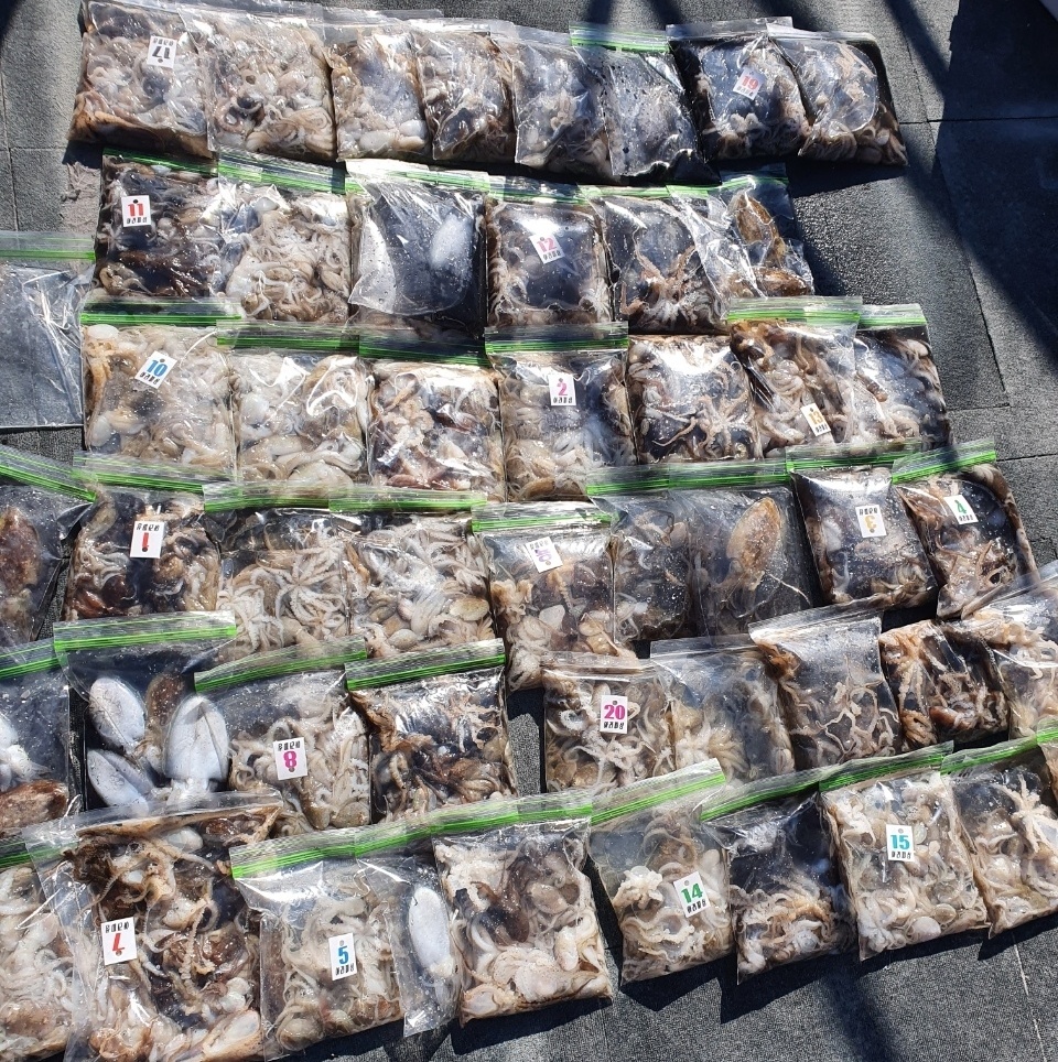 [아라호] 9월 14일 조황 (주꾸미)