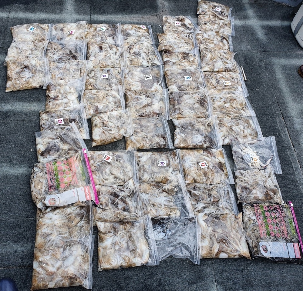 [아라호] 9월 2일 조황 (주꾸미)