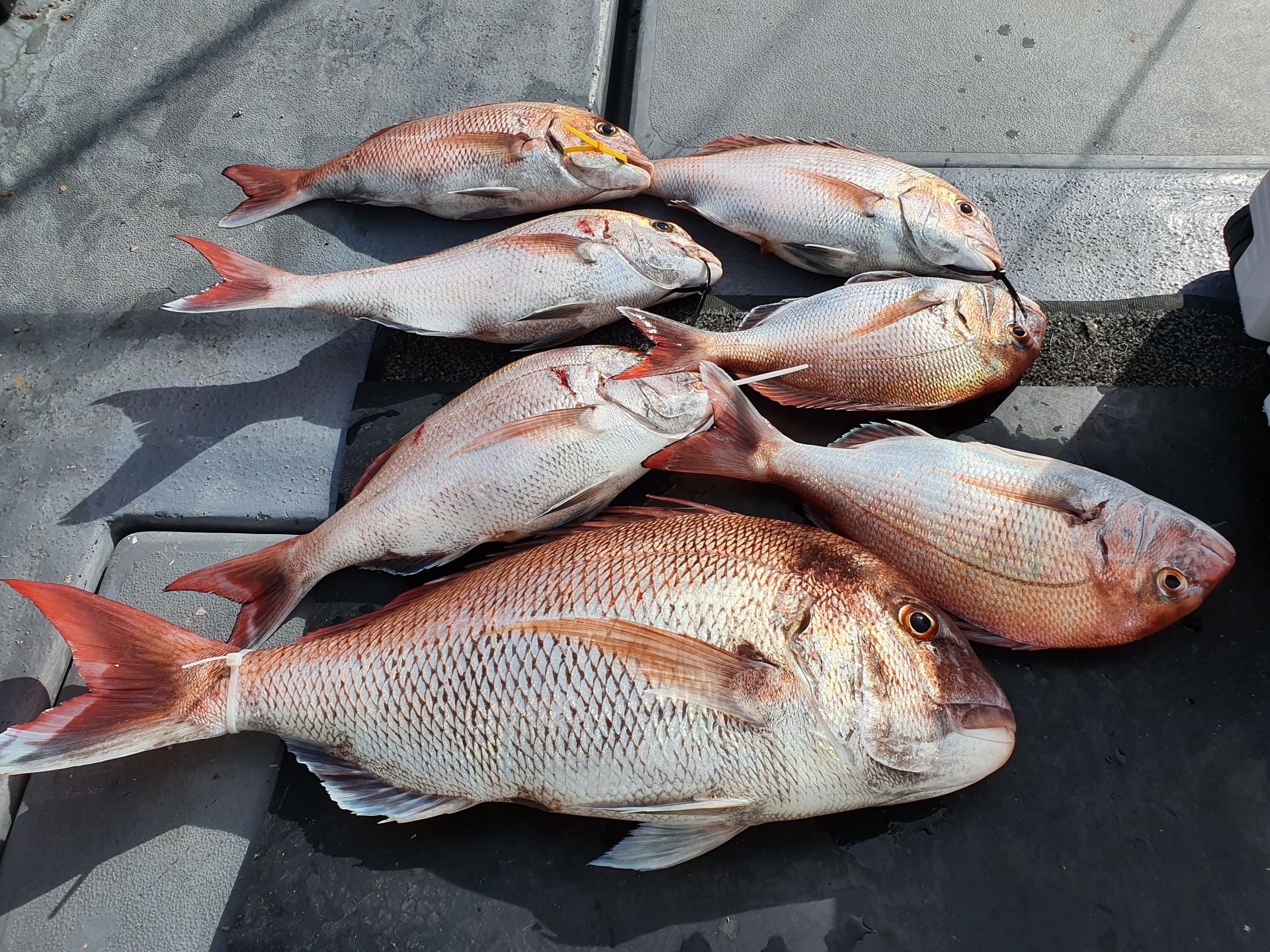 [지니호] 9월 26일 조황 (참돔출조)