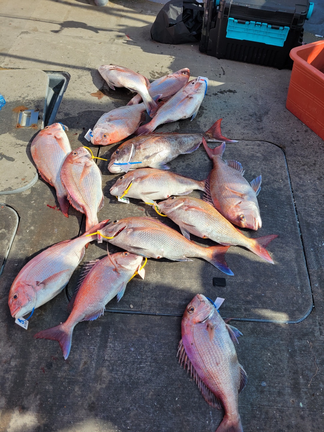 [아라2호] 9월 22일 조황 (참돔타이라바)