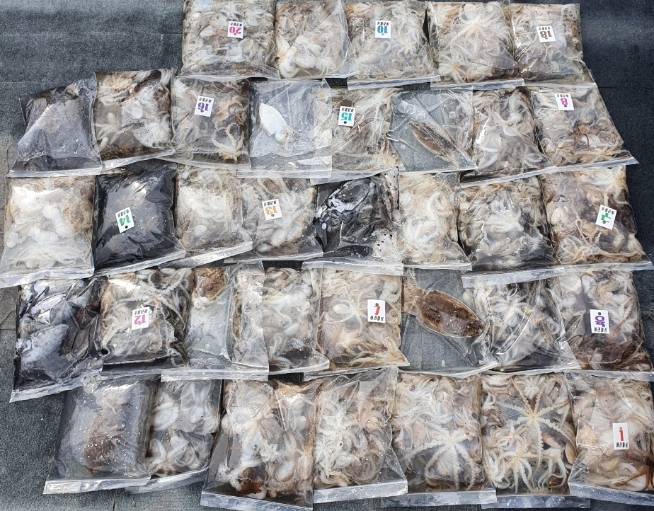 [아라호] 9월 16일 조황 (주꾸미출조)