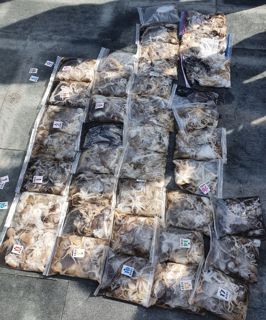 [아라호] 9월 20일 조황 (주꾸미출조)