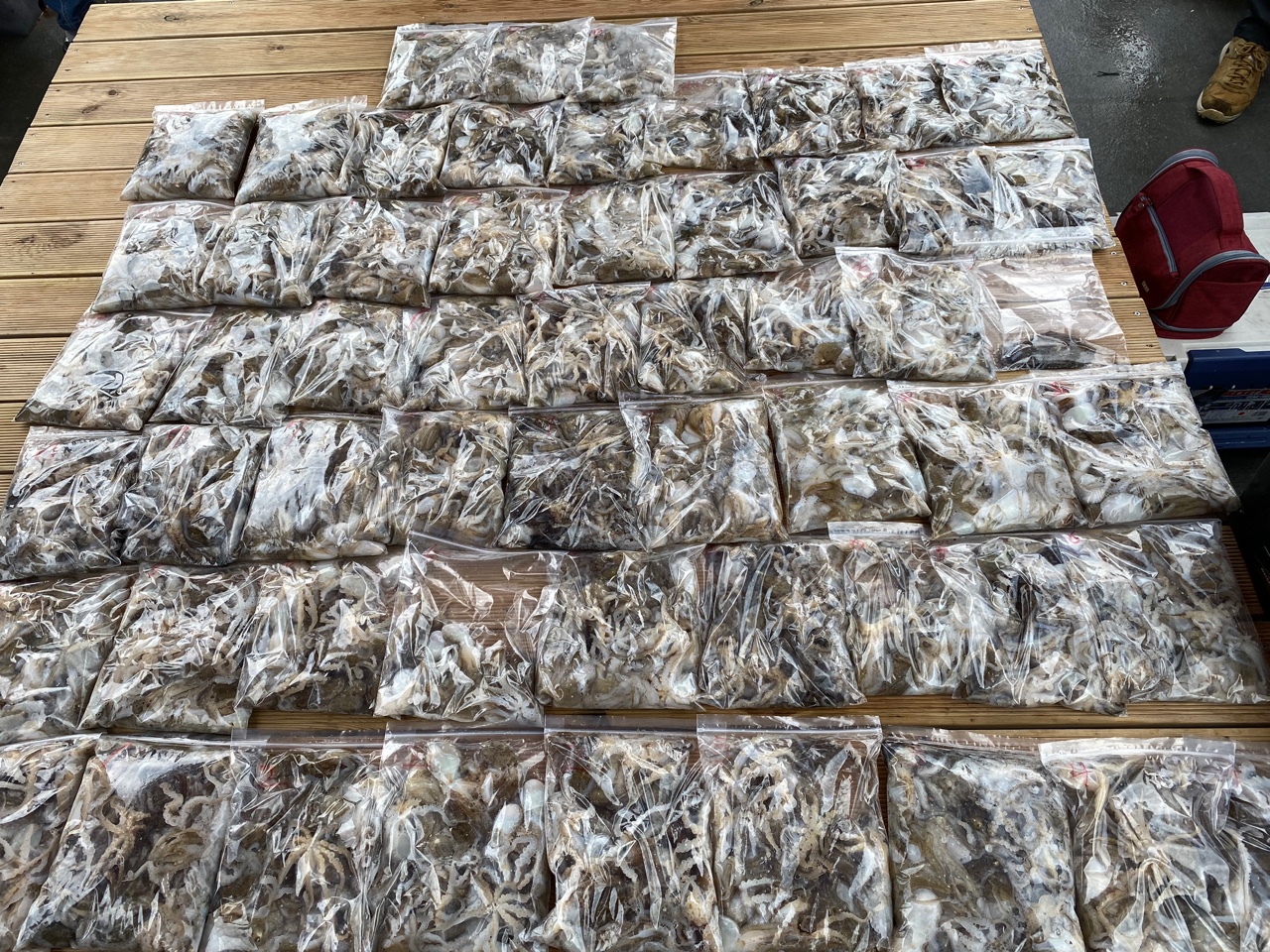 [아라2호] 9월 5일 조황 (주꾸미)