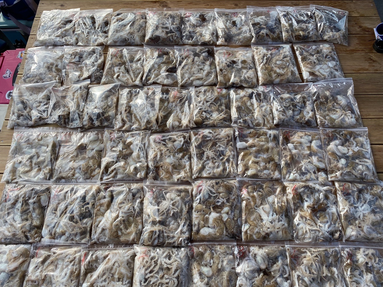 [아라2호] 9월 2일 조황 (주꾸미)