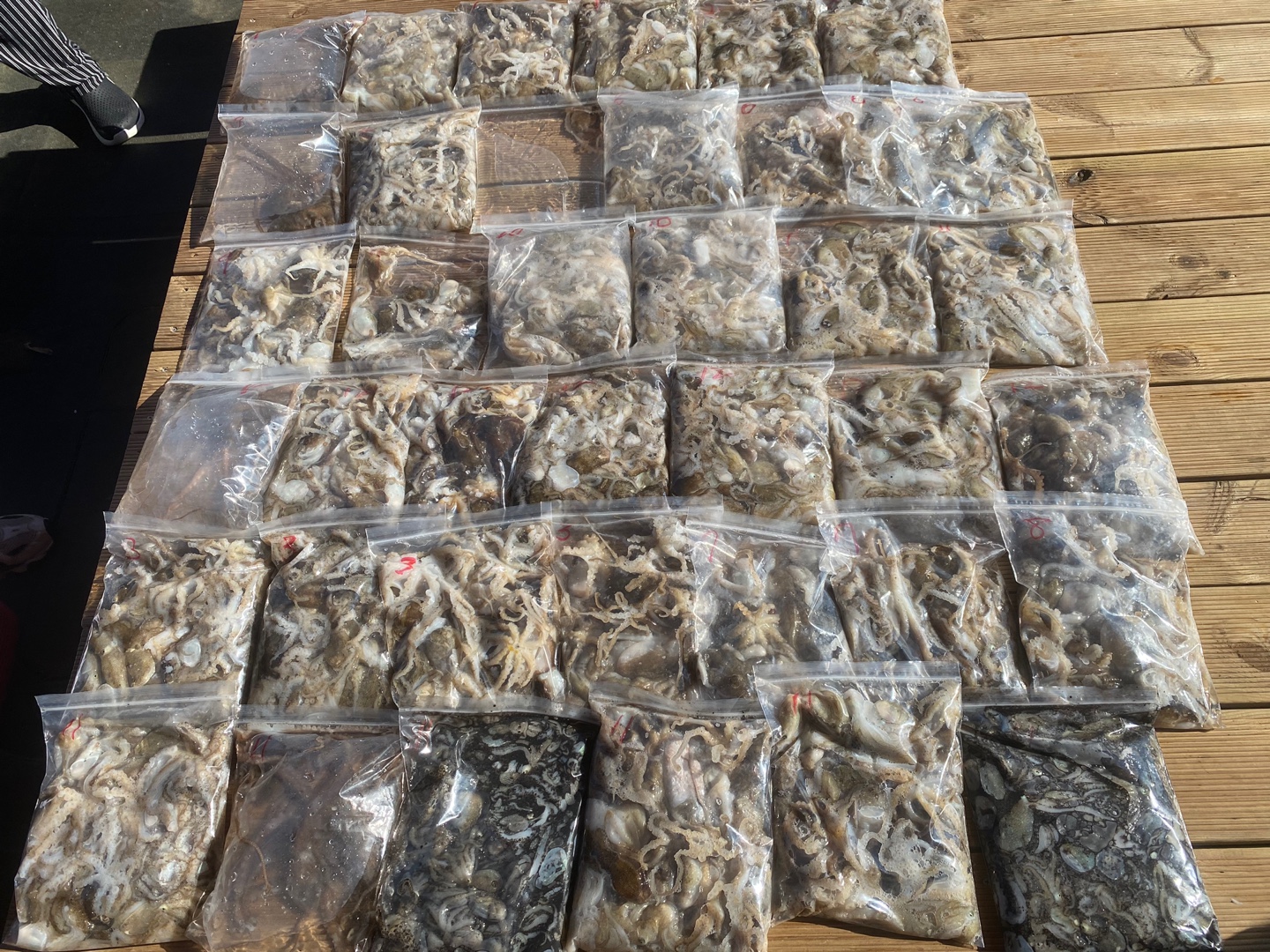 [아라2호] 9월 12일 조황 (주꾸미독선)