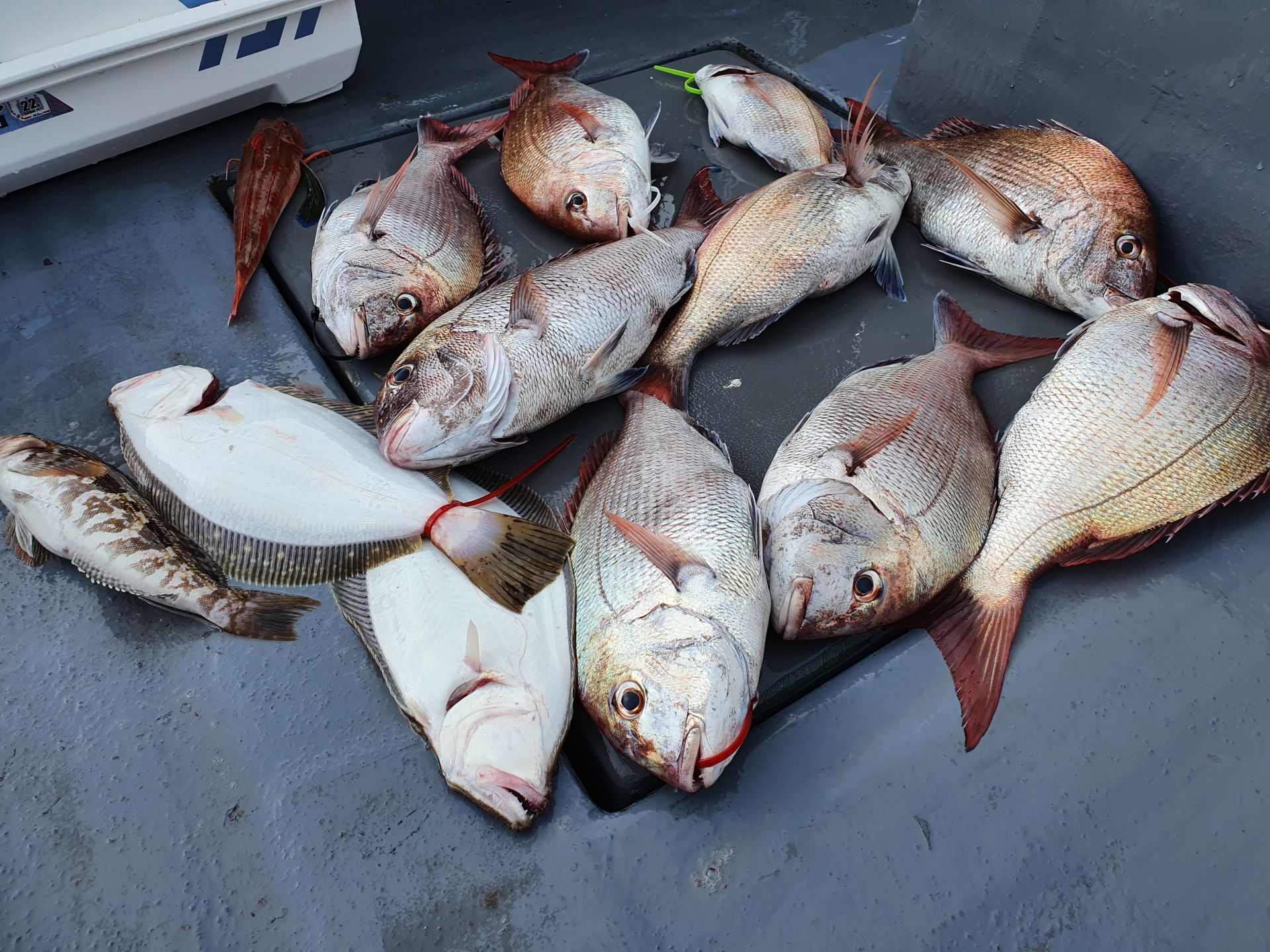 [지니호] 9월 5일 조황 (참돔타이라바)