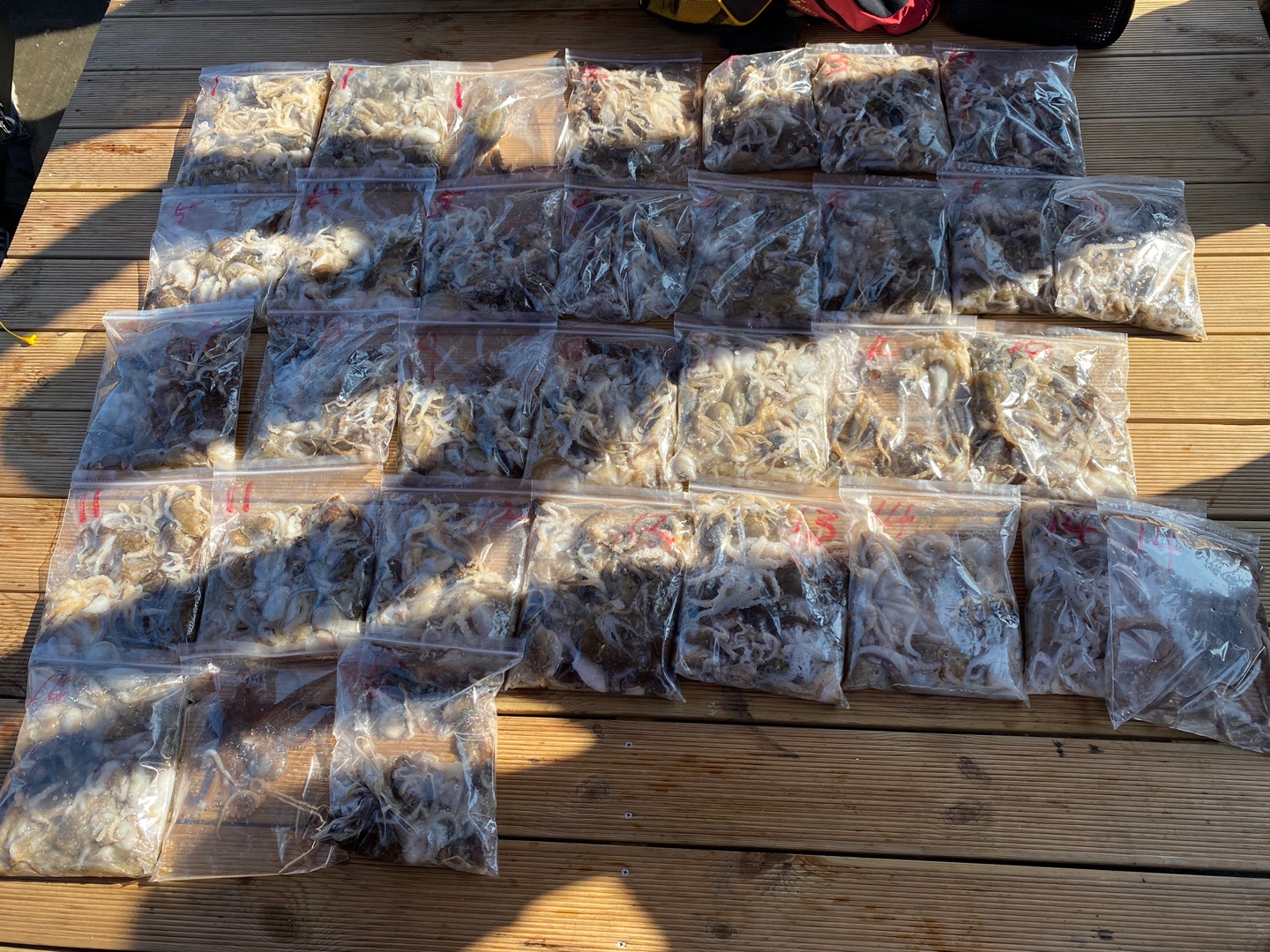 [아라2호] 9월 11일 조황 (주꾸미)