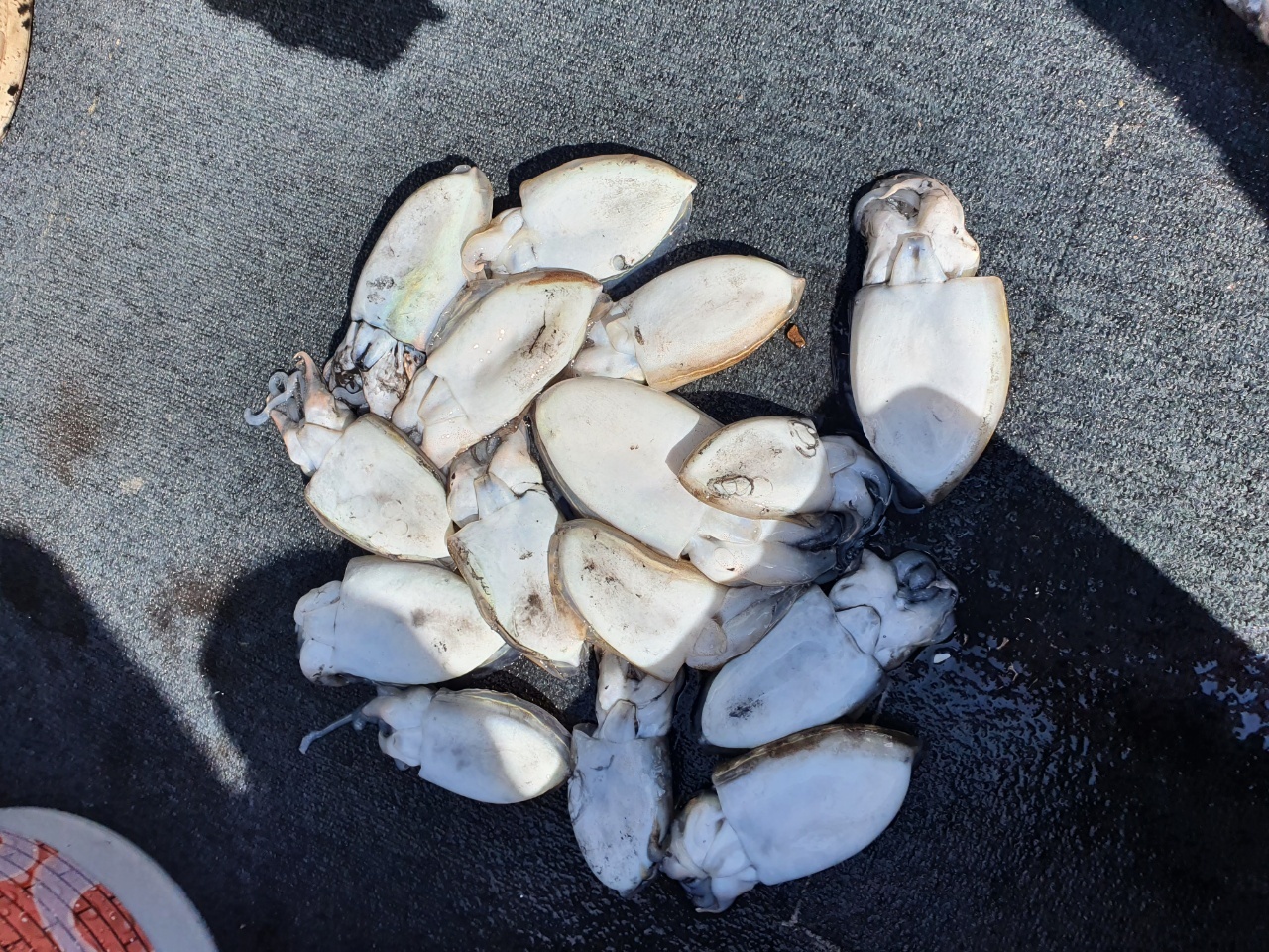 [아라호] 9월 22일 조황 (쭈갑)