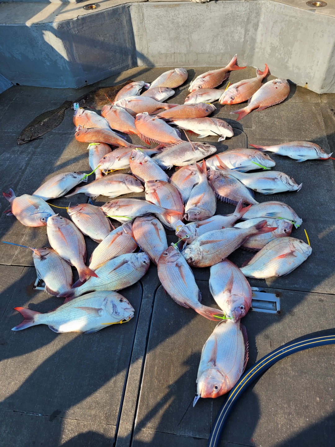 [아라2호] 9월 24일 조황 (참돔타이라바)