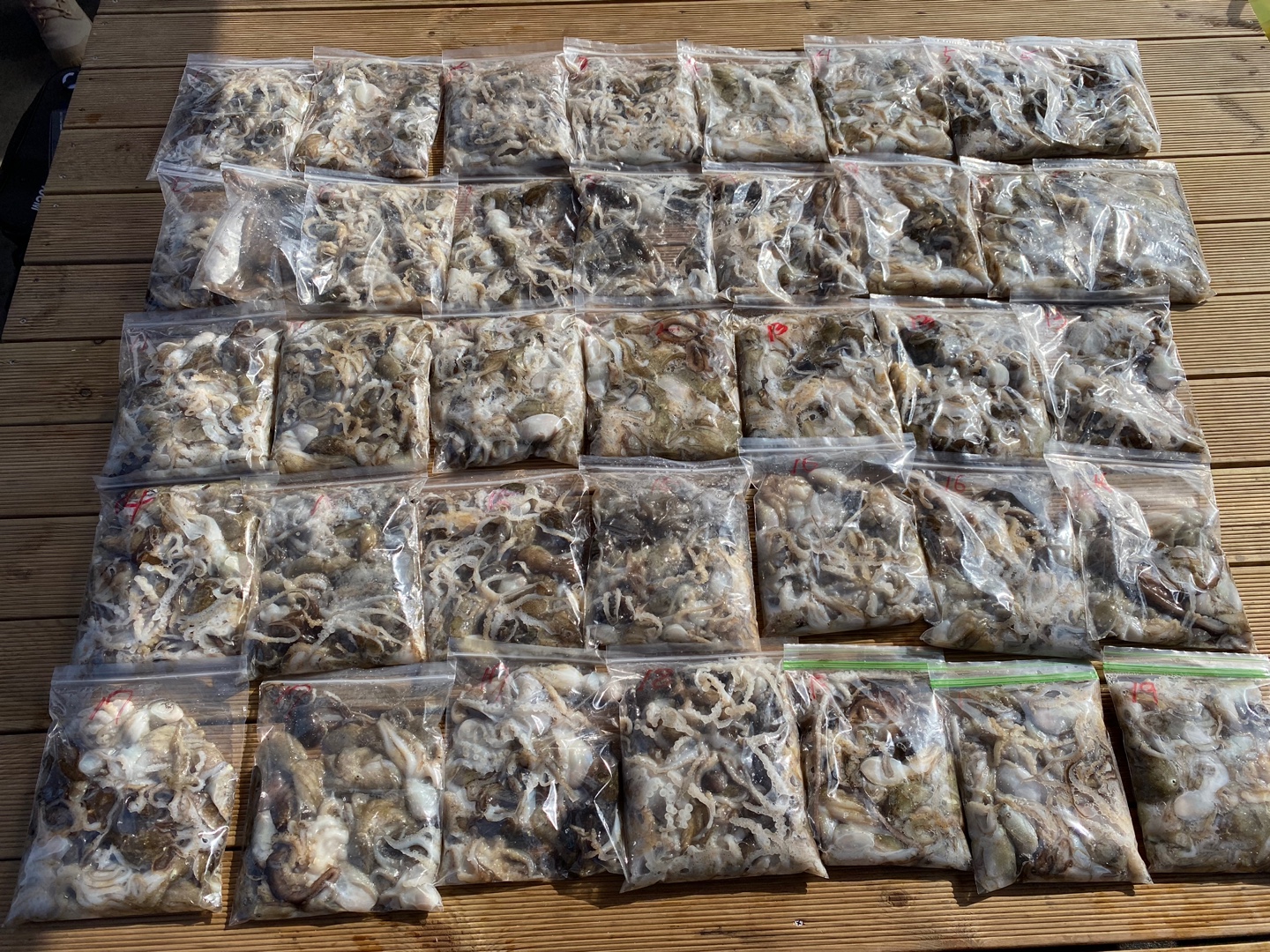 [아라2호] 9월 13일 조황 (주꾸미)