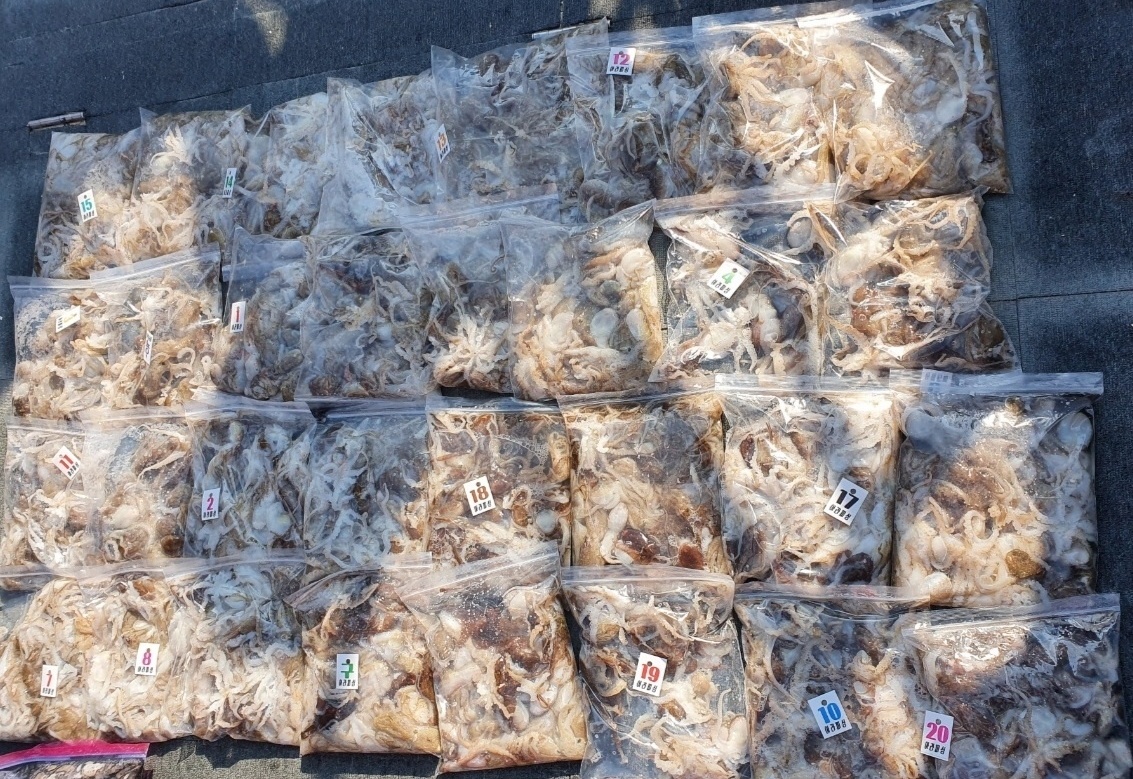 [아라호] 9월 3일 조황 (주꾸미)