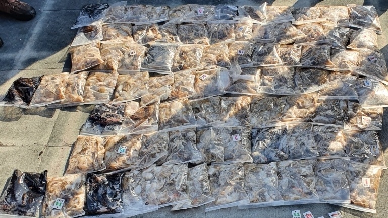 [아라호] 10월 2일 조황 (쭈갑)