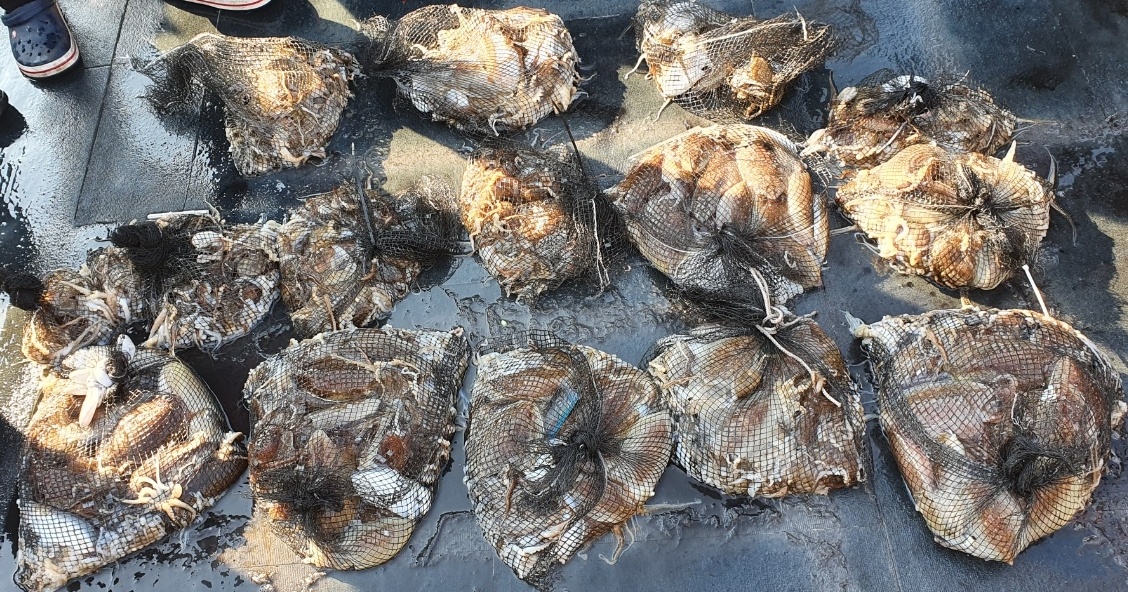 [아라호] 10월 29일 조황 (쭈갑출조)