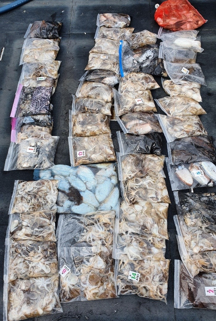 [아라호] 10월 3일 조황 (쭈갑)