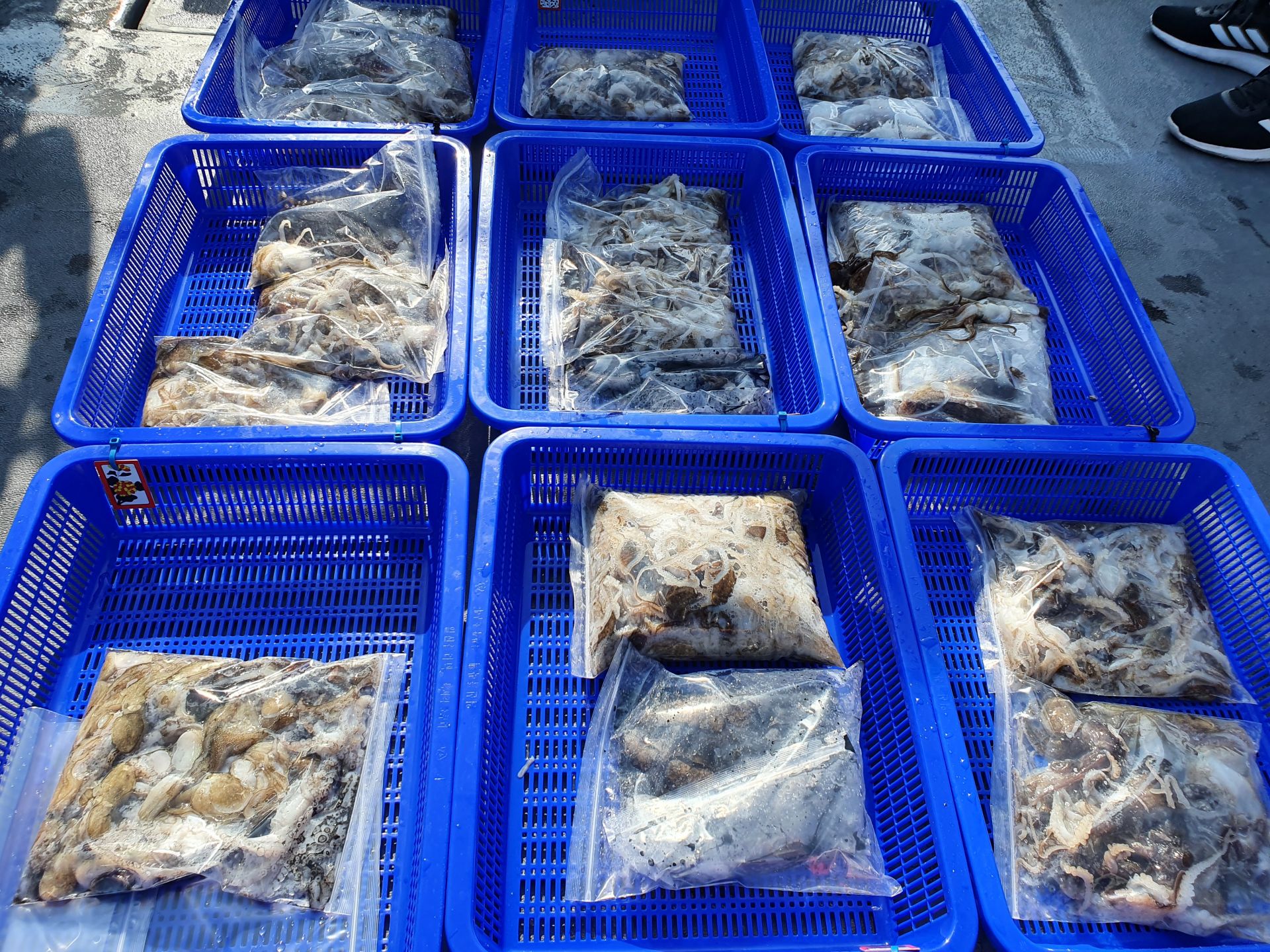 [지니호] 10월 2일 조황 (쭈갑)