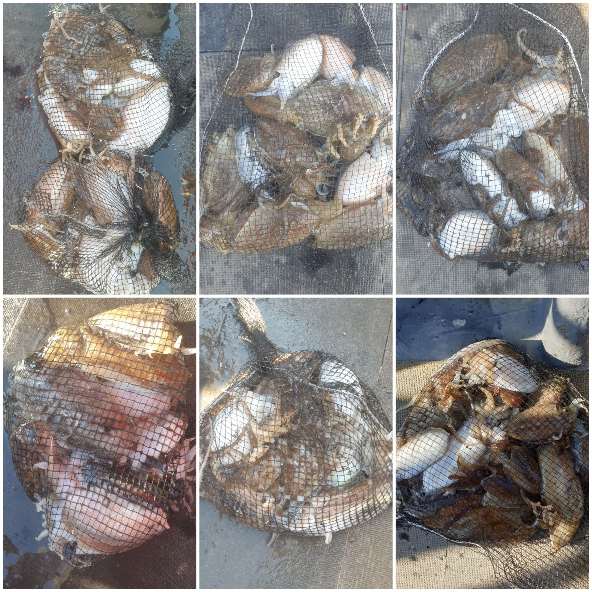 [아라2호] 10월 22일 조황 (갑이출조)