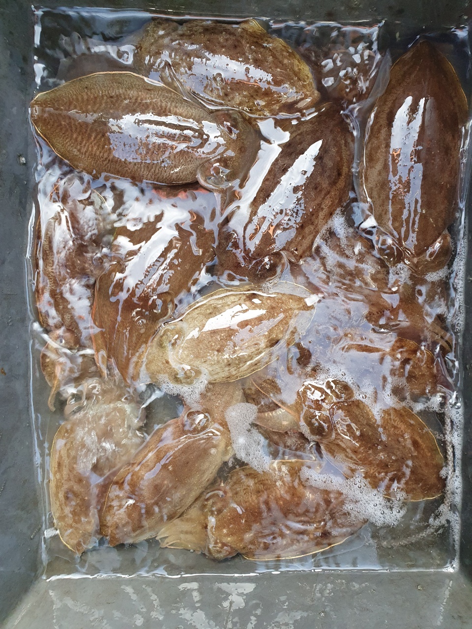 [아라호] 10월 23일 조황 (쭈갑조황)