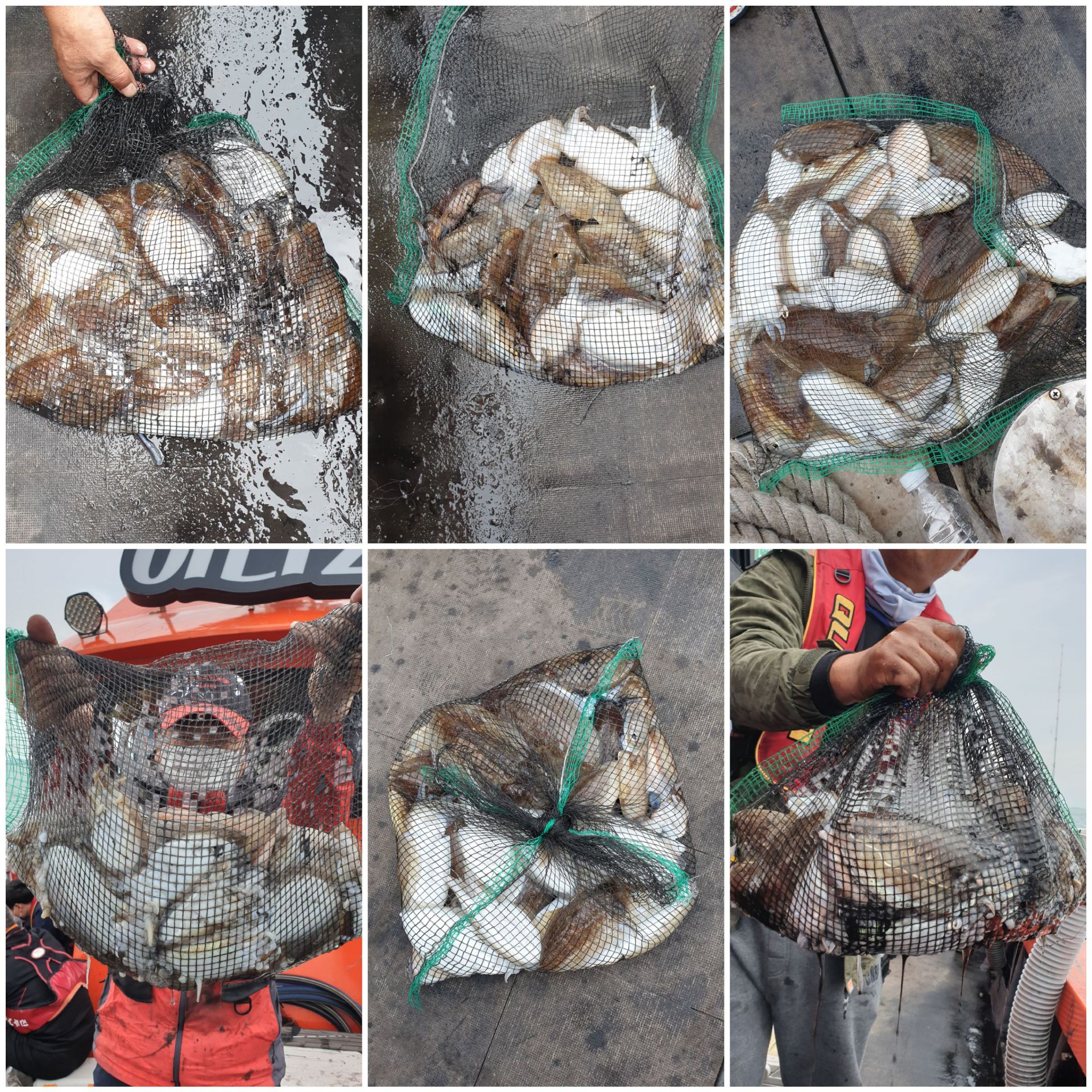 [아라2호] 10월 15일 조황 (갑이출조)