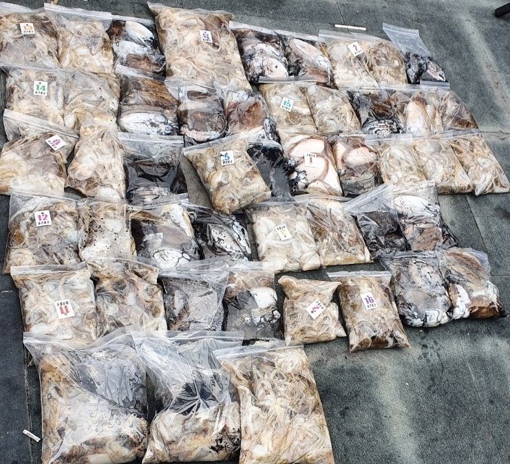 [아라호] 10월 15일 조황 (쭈갑)