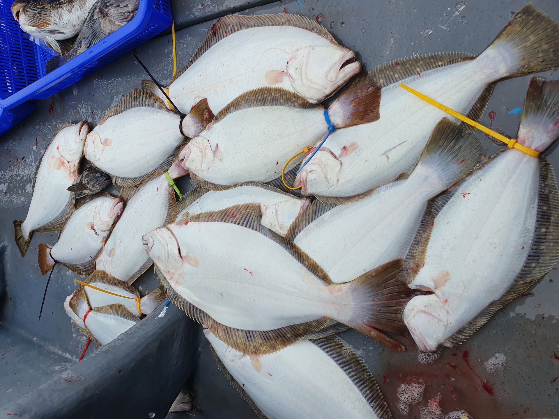 [지니호] 10월 12일 조황 (외수질6인출조)