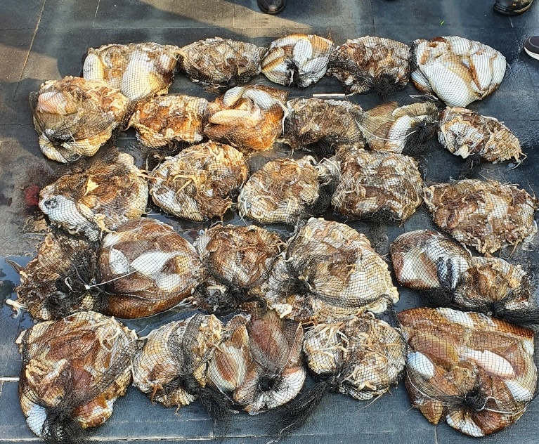 [아라호] 10월 31일 조황 (쭈갑출조)