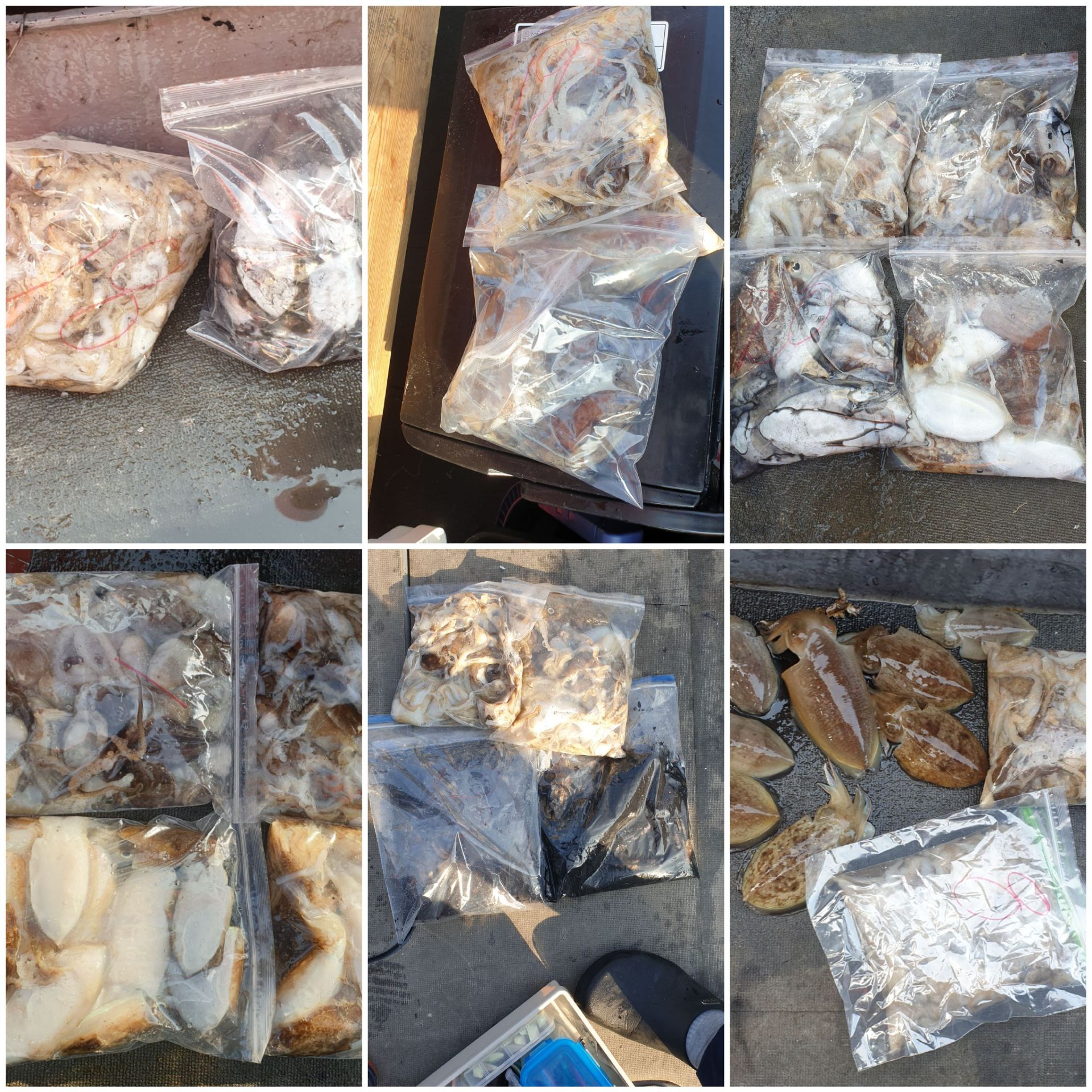 [아라2호] 10월 1일 조황 (갑이조황)