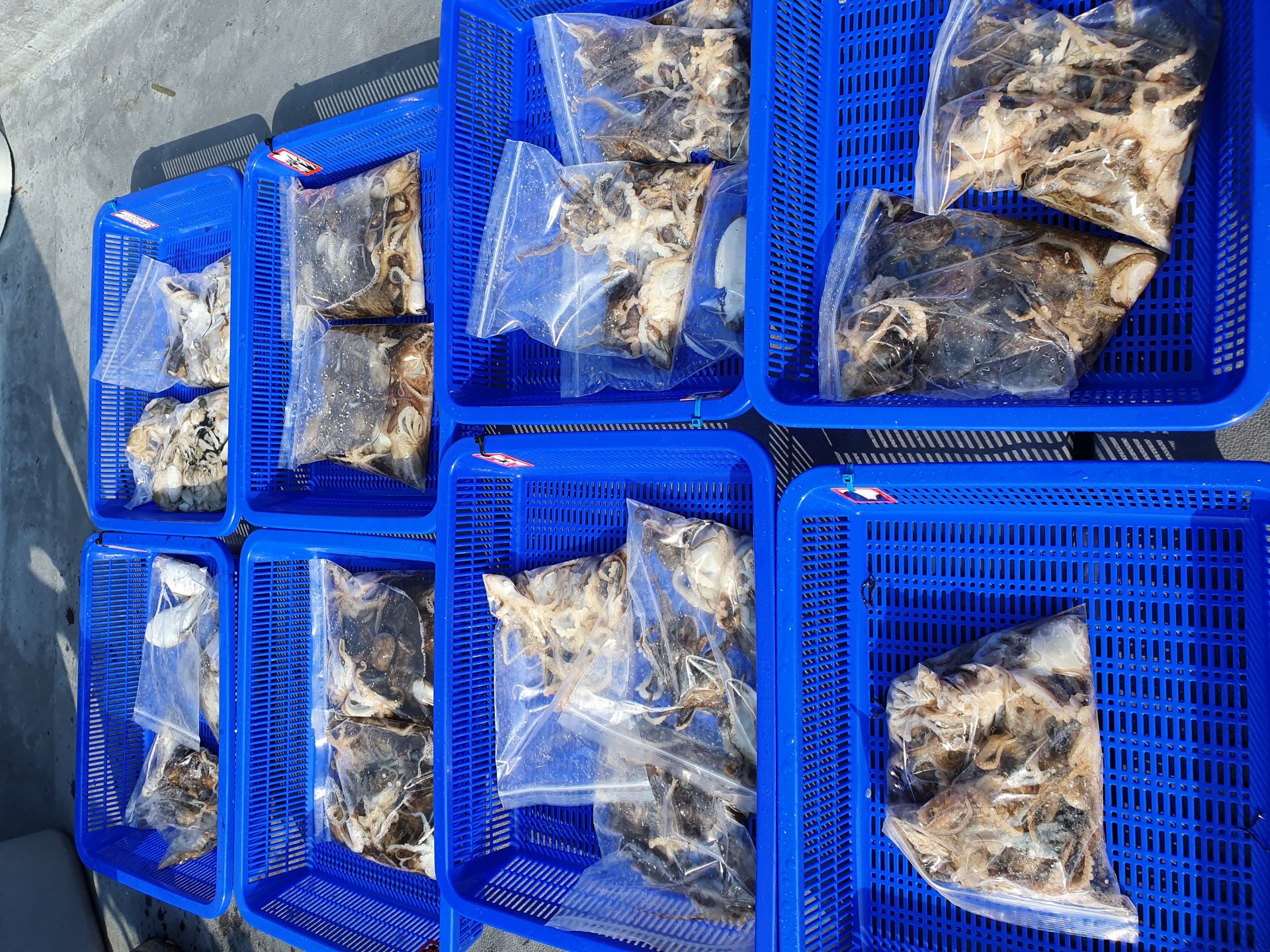 [지니호] 10월 1일 조황 (쭈갑)