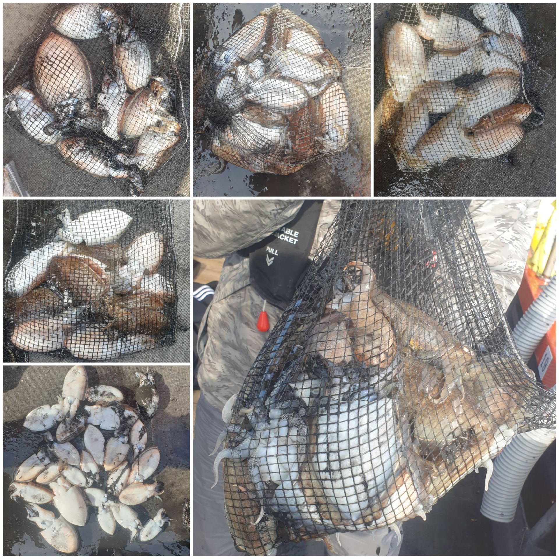 [아라2호] 10월 23일 조황 (갑이출조)