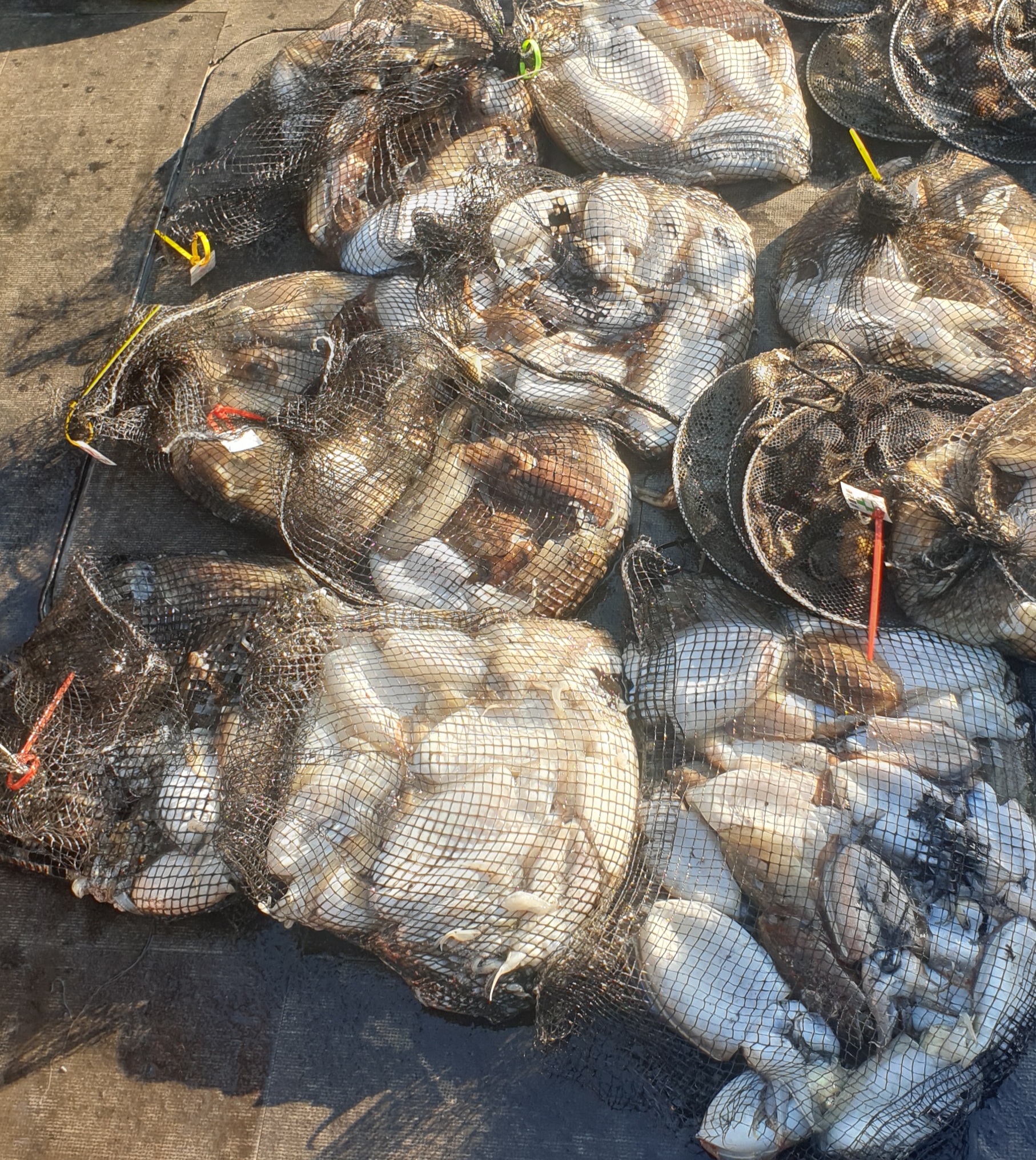 [아라2호] 10월 25일 조황 (갑이출조)