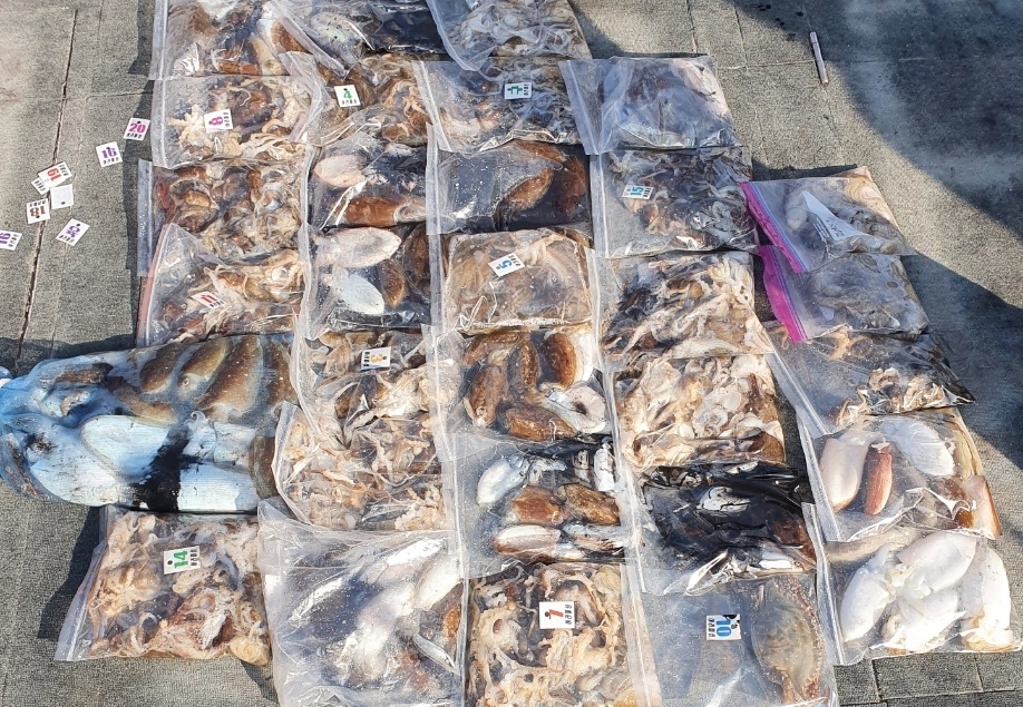 [아라호] 10월 9일 조황 (쭈갑조황)