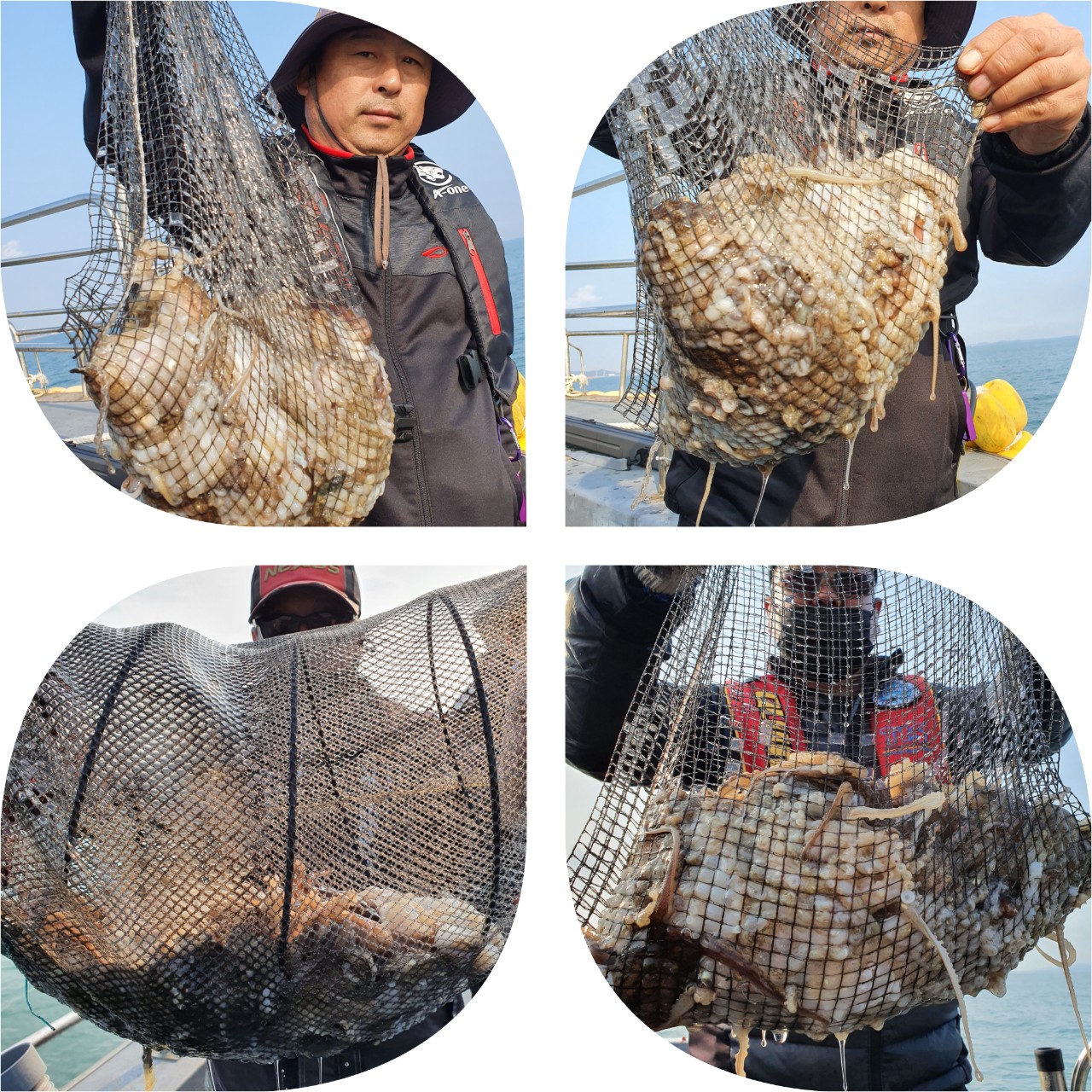 [지니호] 10월 31일 조황 (쭈갑출조)