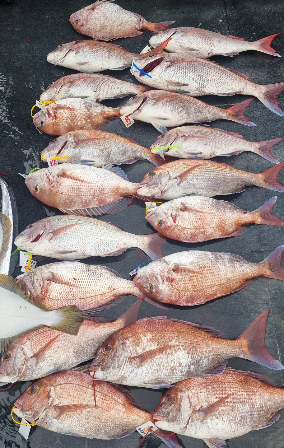 [아라호] 10월 6일 조황 (참돔타이라바)