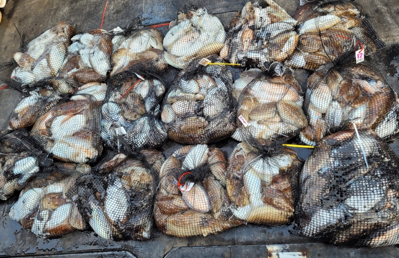 [아라2호] 10월 31일 조황 (갑이출조)