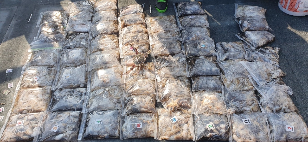 [아라호] 10월 1일 조황 (쭈갑)