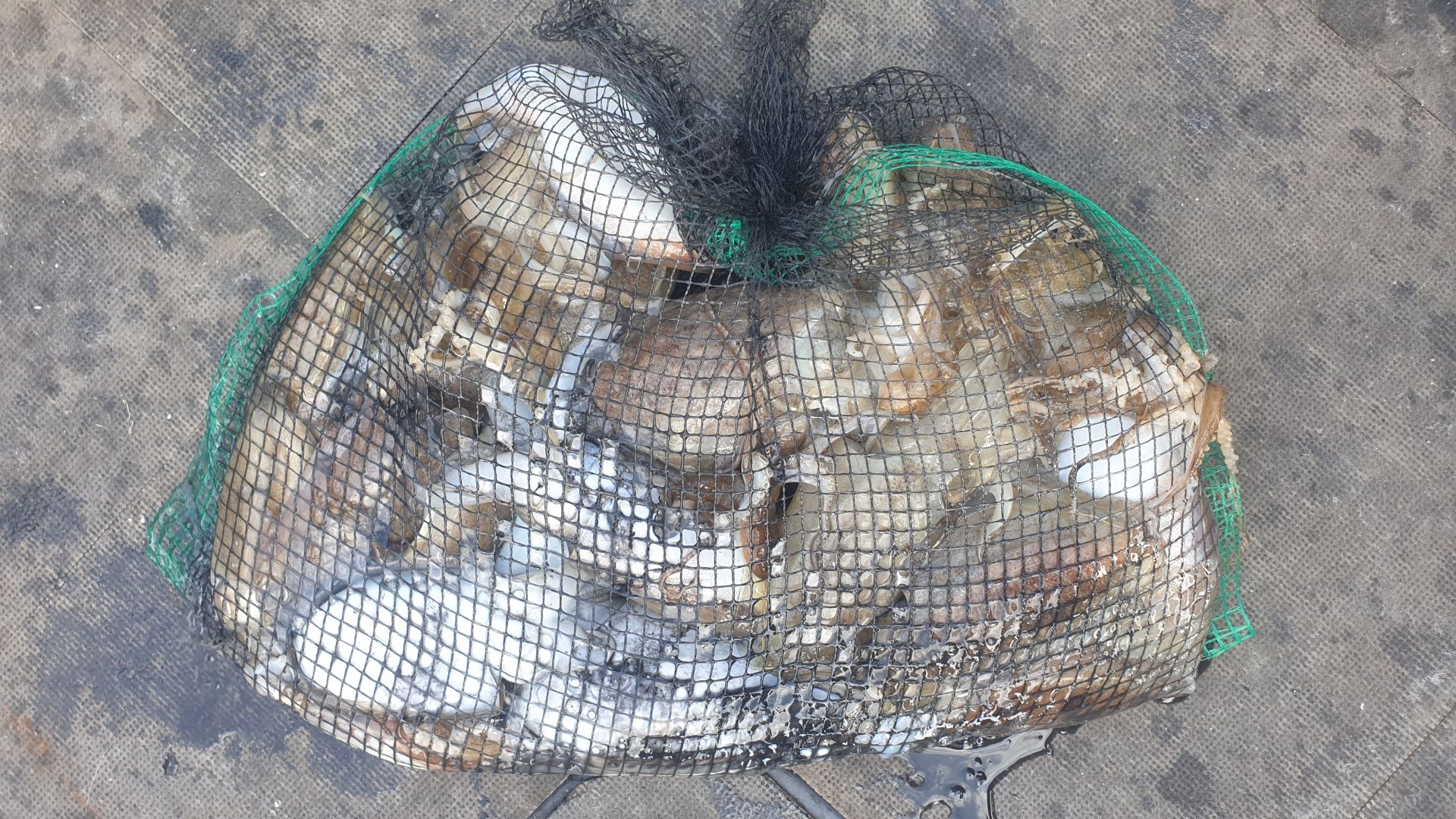 [아라2호] 10월 18일 조황 (갑이출조)