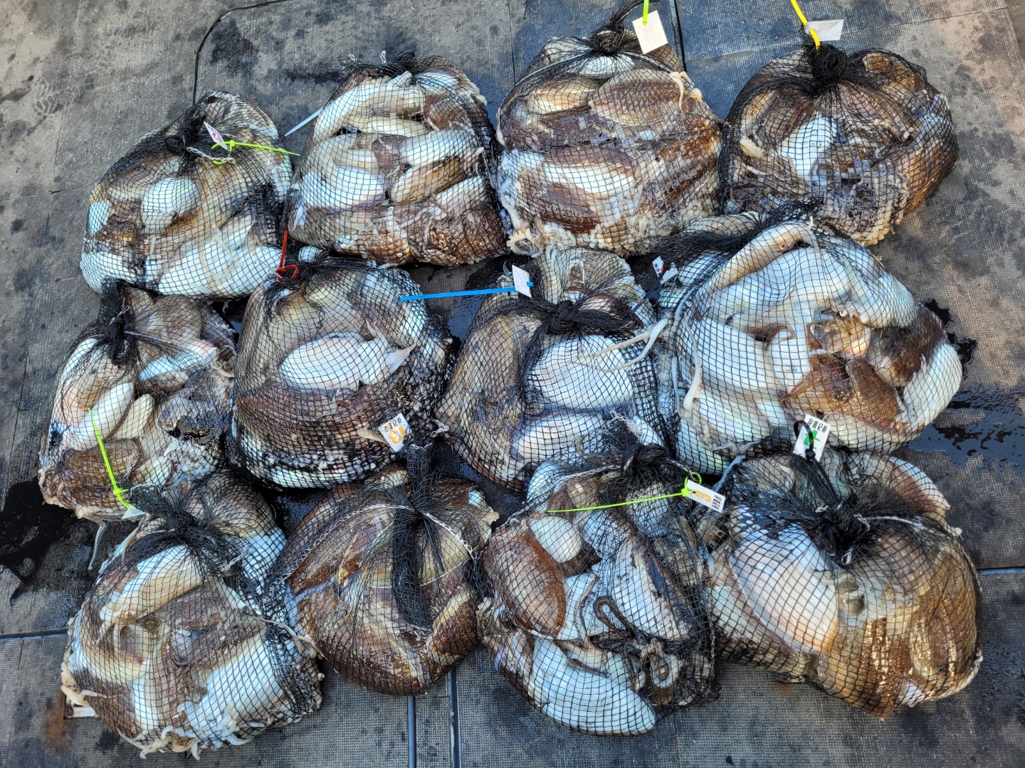 [아라2호] 10월 29일 조황 (갑이출조)