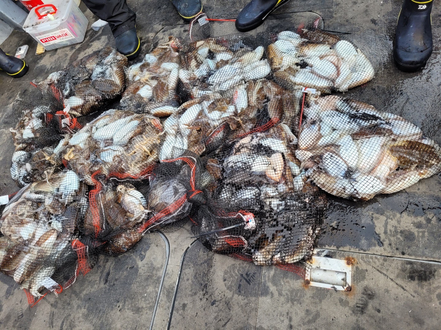 [아라2호] 10월 3일 조황 (갑이출조)