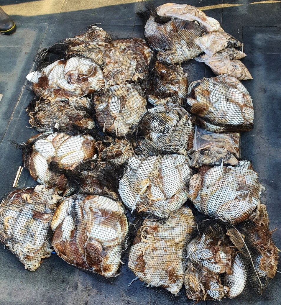 [아라호] 10월 30일 조황 (쭈갑조황)