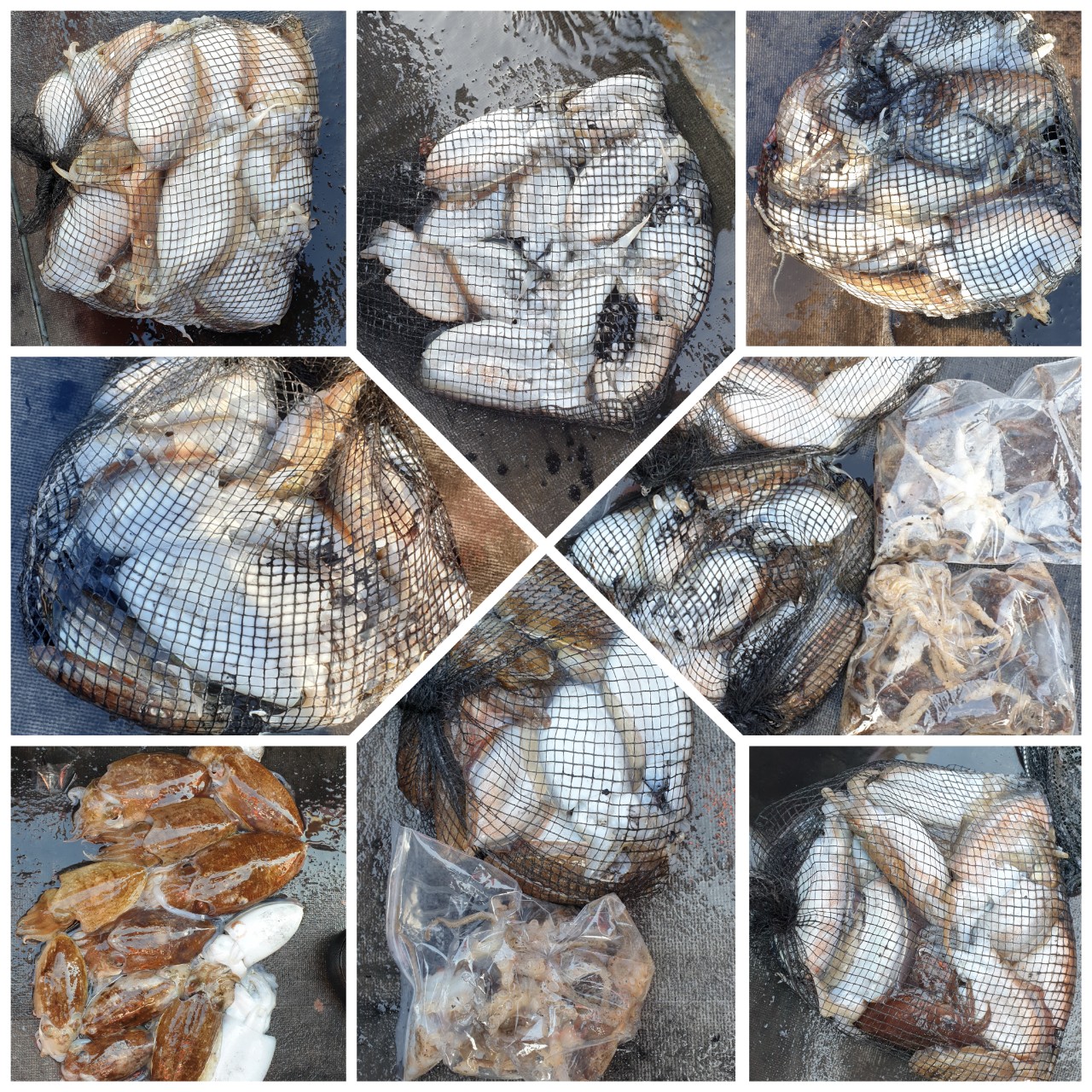 [아라2호] 10월 24일 조황 (갑이출조)