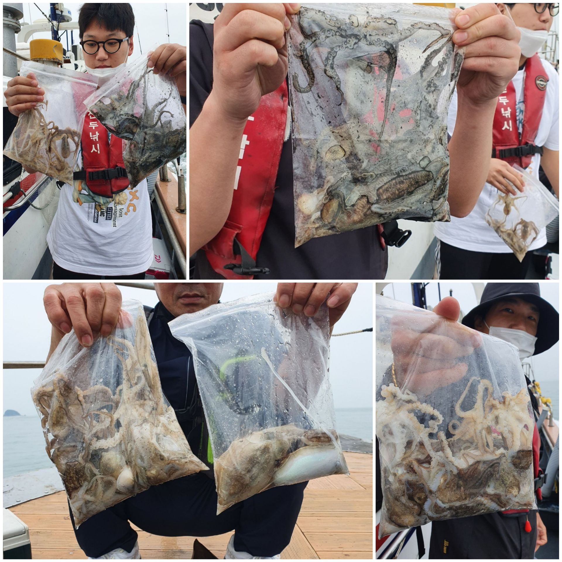 [아라호] 10월 8일 조황 (쭈갑)