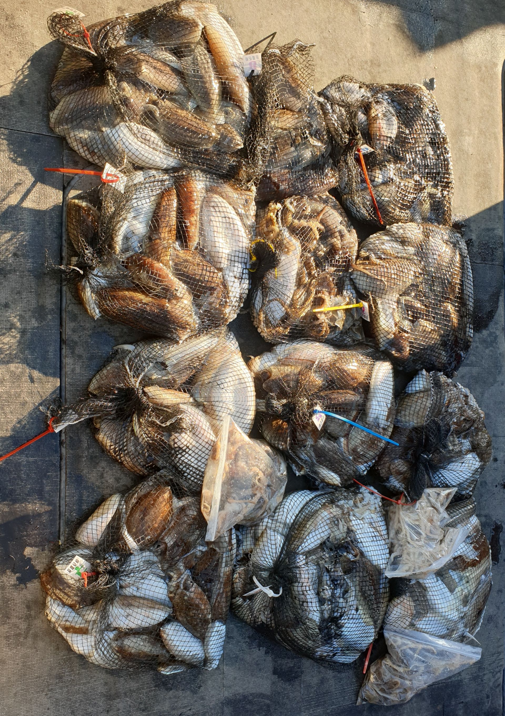 [아라2호] 10월 28일 조황 (갑이출조)