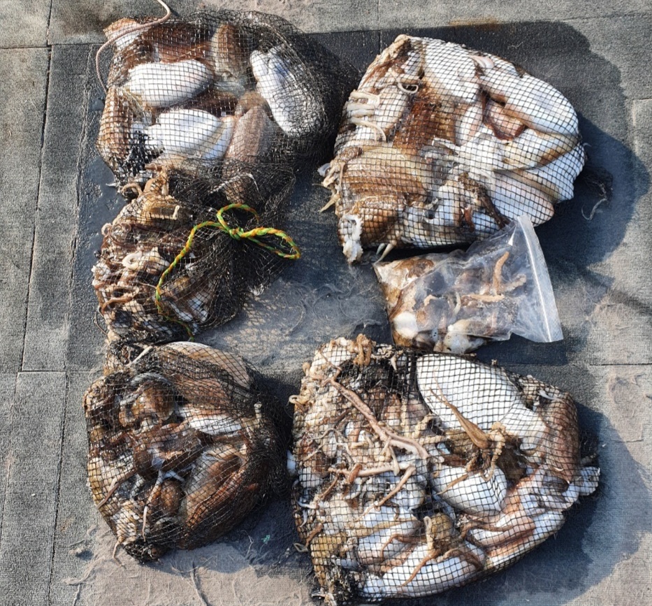 [아라호] 10월 26일 조황 (쭈갑7인출조)