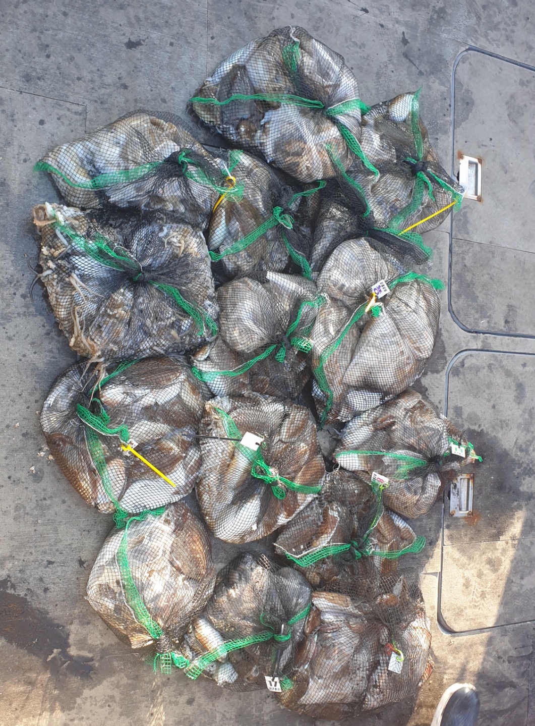 [아라2호] 10월 2일 조황 (갑이출조)